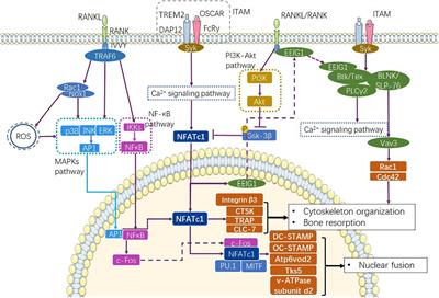 The Potential Role of RP105 in Regulation of Inflammation and Osteoclastogenesis During Inflammatory Diseases